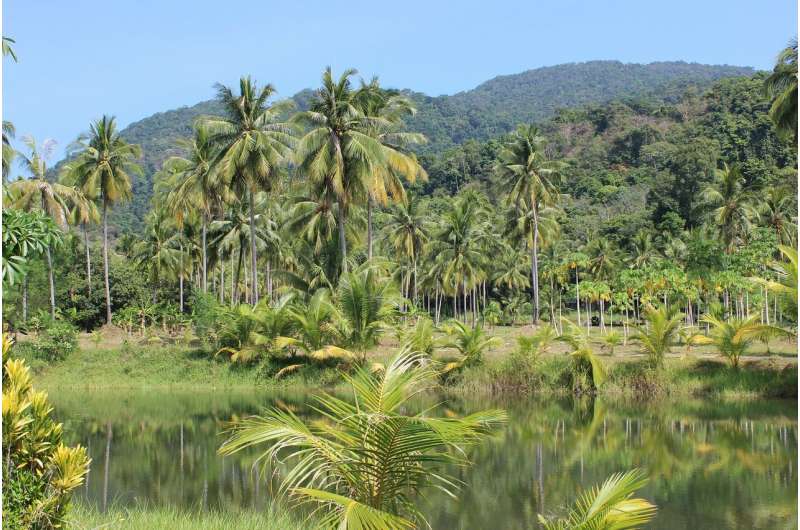 Credit: CC0 Public Domain amazon rainforest