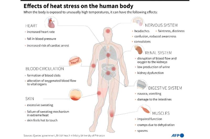 Effects of heat stress on the body. Effects of heat stress on the body