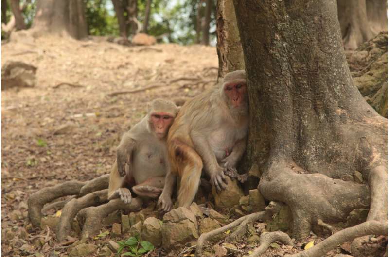 Macaques in the shade on Cayo Santiago. Credit: Lauren Brent Hurricane changed 'rules of the game' in monkey society