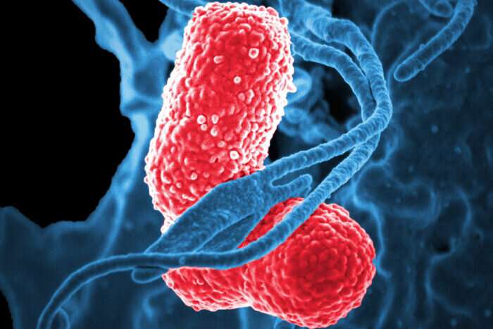 White blood cells (blue) attack two Klebsiella bacteria (pink) in this colorized scanning electron microscopic image. Credit: David Dorward/NIAID Klebsiella