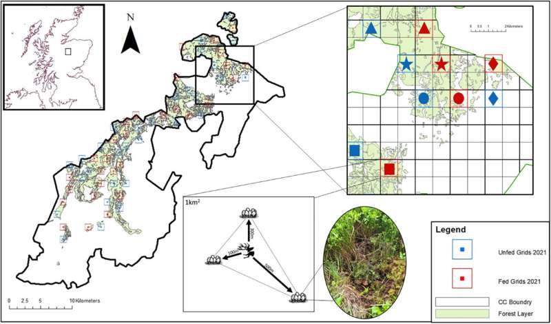 Illustration of experimental design. Credit: Journal of Applied Ecology (2024). DOI: 10.1111/1365-2664.14693 Scotland's capercaillie population offered extinction lifeline