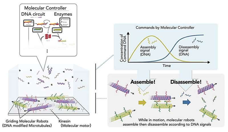 Self-assembling and disassembling swarm molecular robots via DNA molecular controller