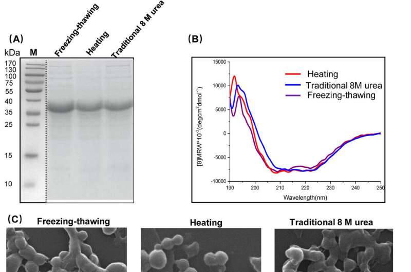 Preparation and characterization of NM-NPs. Credit: MedComm (2024). DOI: 10.1002/mco2.573 Spider minor ampullate silk protein nanoparticles: an effective protein delivery system capable of enhancing systemic immune responses