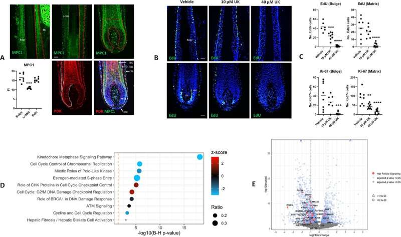 MPC1 is expressed in the human hair follicle and MPC inhibition stalls cell cycle progression and disrupts the expression of hair follicle signaling pathway genes. A) MPC1 and PDK immunoreactivity in the human hair follicle. CTS–connective tissue sheath. DP–dermal papilla; DSC–dermal sheath cup; GL–germinative layer; HS–hair shaft; IRS–inner root sheath; L-ORS–lower outer root sheath; SG–sebaceous gland. Regional analysis (zones of analysis indicated by red dashed lines) performed on 7 anagen hair follicles from 3 donors. Mann Whitney test, p value *** 0.0006. Scale bar 50 μm. B) Fluorescent EdU labeling on human hair follicle tissue sections shows how UK-5099 treatment blocks DNA replication in the hair follicle both within the bulge epithelium and hair matrix (HM). DP—dermal papilla. Scale bar 50 μm. C) Quantitative analysis of EdU and Ki-67 in the bulge and hair matrix following UK-5099 treatment. Ordinary One-way Anova with Multiple Comparisons. EdU analyses: Adjusted p-values *** 0.0002, **** Surprising link between ancient biology and restricted human hair growth found