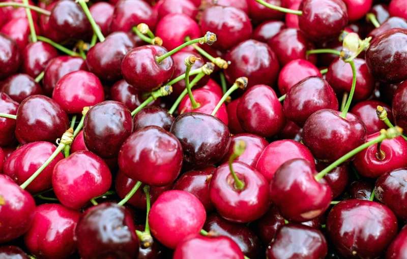 Credit: Pixabay/CC0 Public Domain sweet cherry