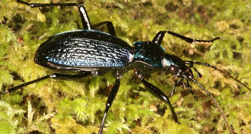 A blue ground beetle. Credit: Dr Nick Royle UK's rarest rainforest beetles go on multi-day 'adventures'