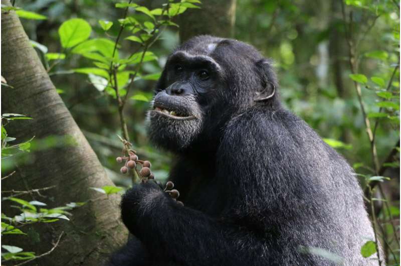 A Budongo chimpanzee feeding on the fruit of F. exasperate. Credit: Elodie Freymann, CC-BY 4.0 (creativecommons.org/licenses/by/4.0/) Wild chimpanzees seek out medicinal plants to treat illness and injuries